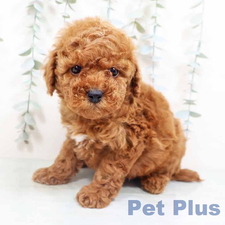 大阪府のトイプードル(トイ) (ペットプラス 鶴見店/2026年3月23日生まれ/男の子/レッド)の子犬の2枚目の画像