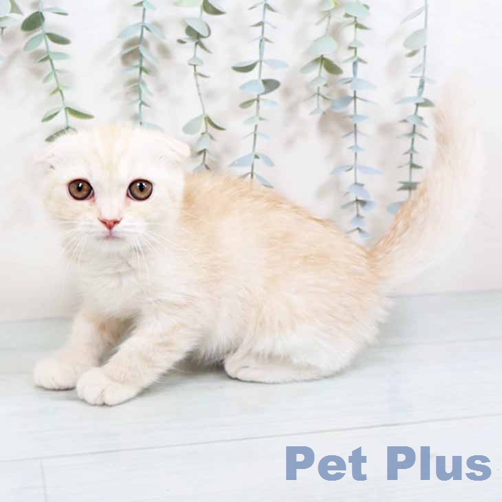 スコティッシュフォールドの写真2