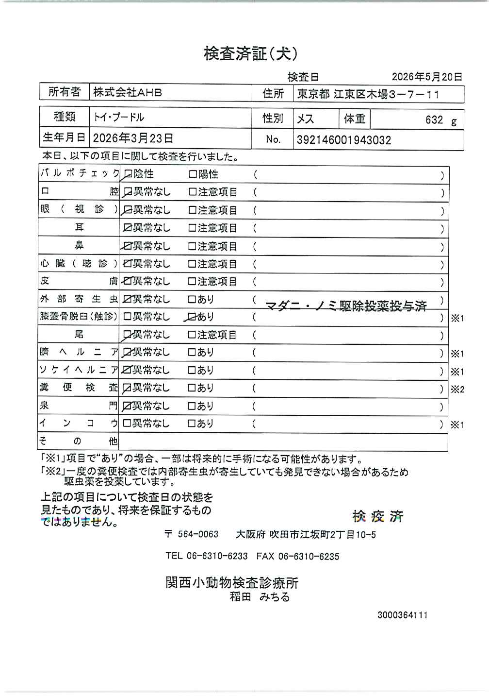 チワワ