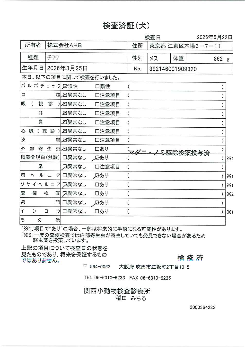 チワワ