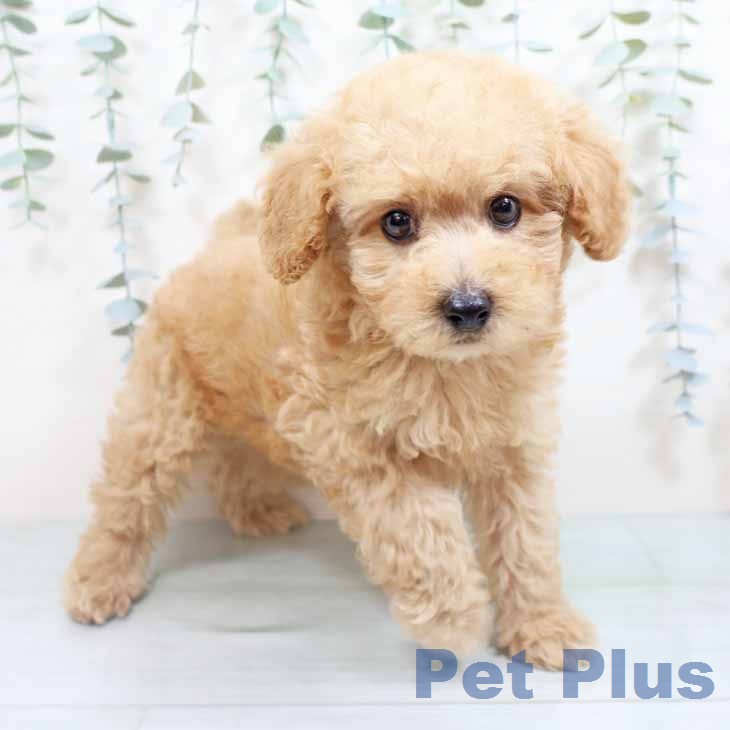 大阪府のトイプードル(トイ) (ペットプラス 大阪ドームシティ店/2026年3月25日生まれ/男の子/オレンジフォーン)の子犬の1枚目の画像