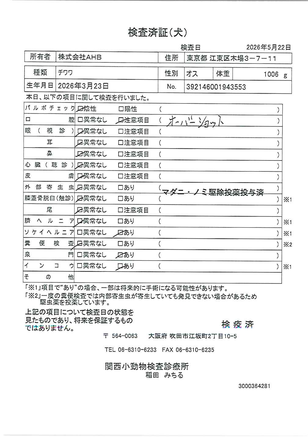 チワワ
