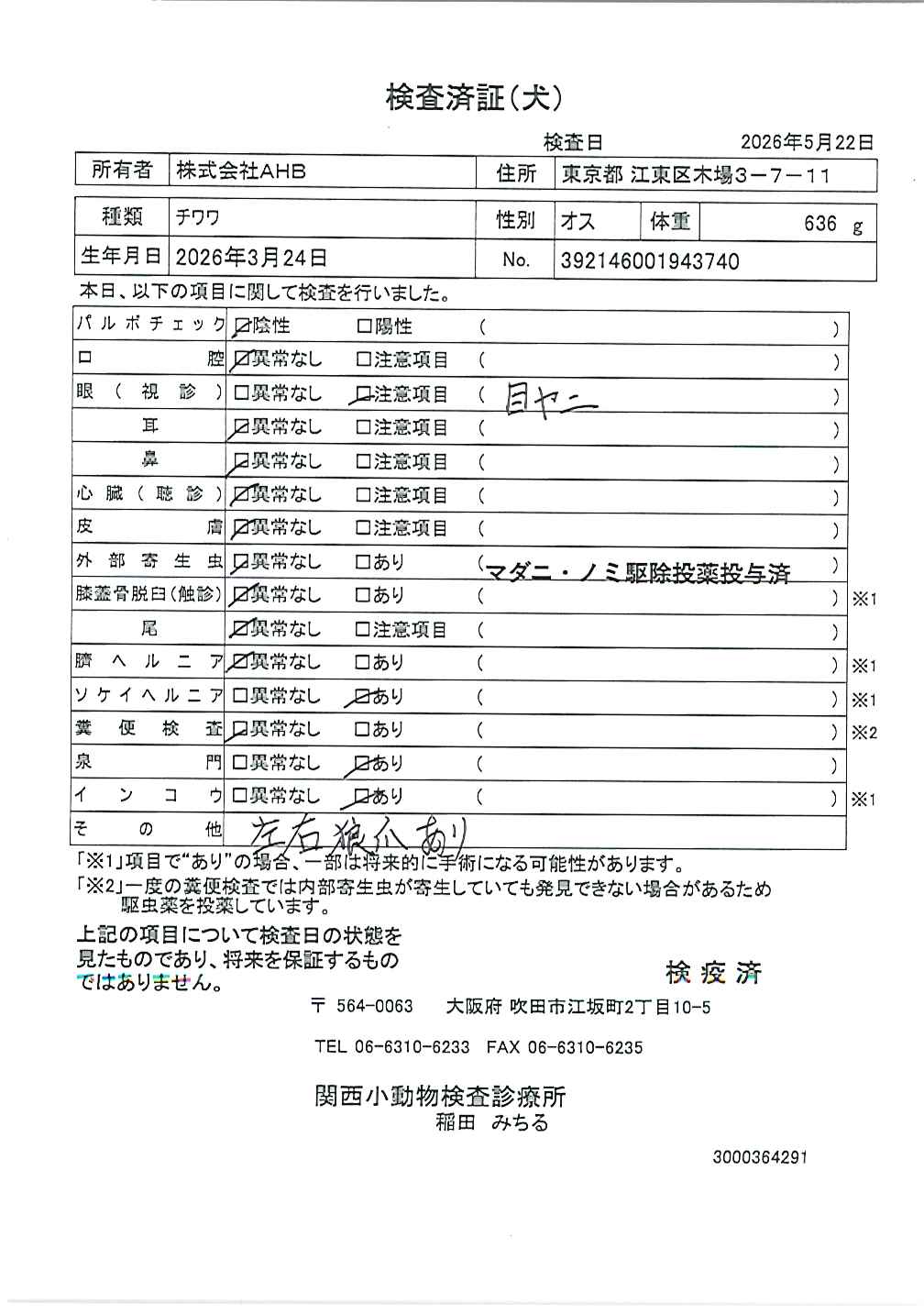 チワワ