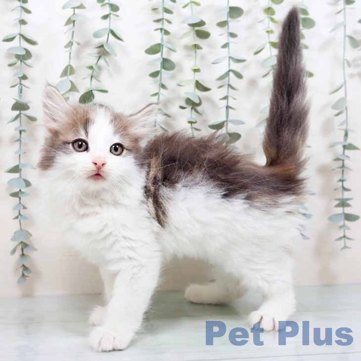 ノルウェージャンフォレストキャット