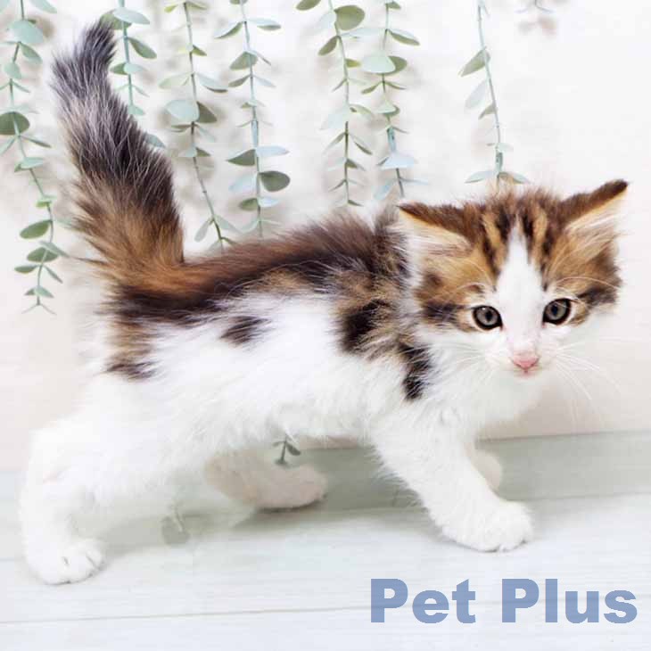 ノルウェージャンフォレストキャット