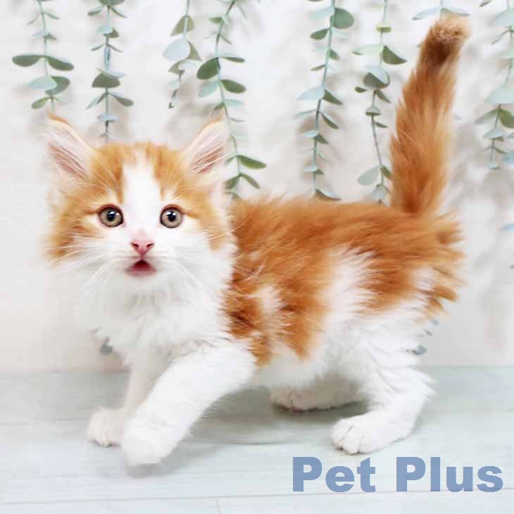 ノルウェージャンフォレストキャット