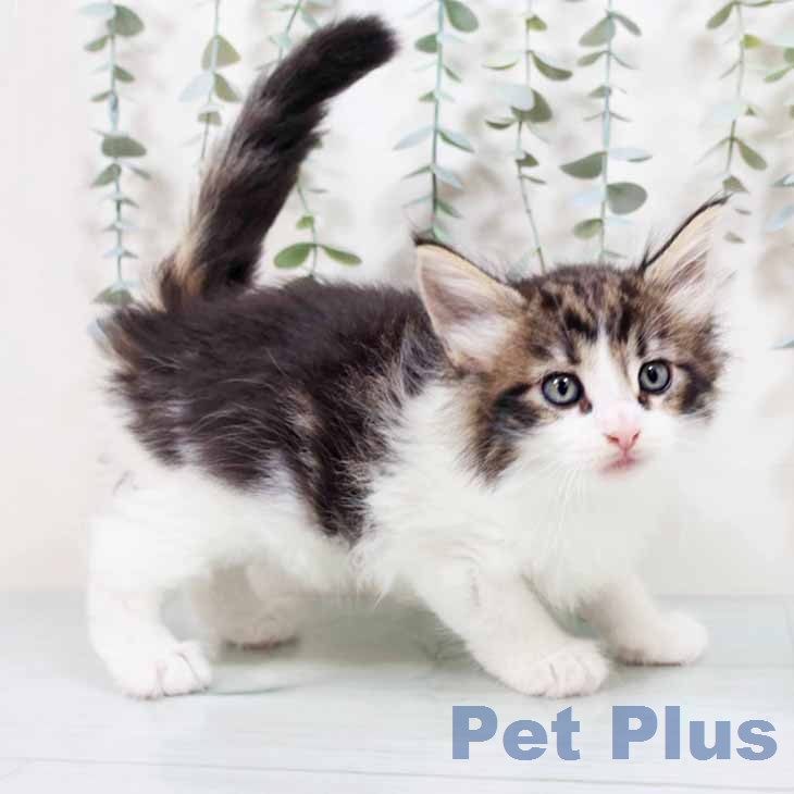 ノルウェージャンフォレストキャット