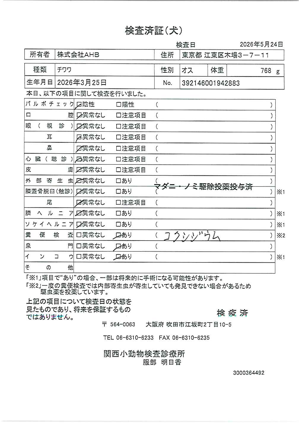 チワワ