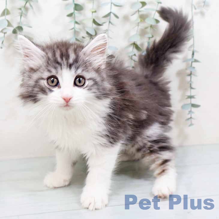 ノルウェージャンフォレストキャット