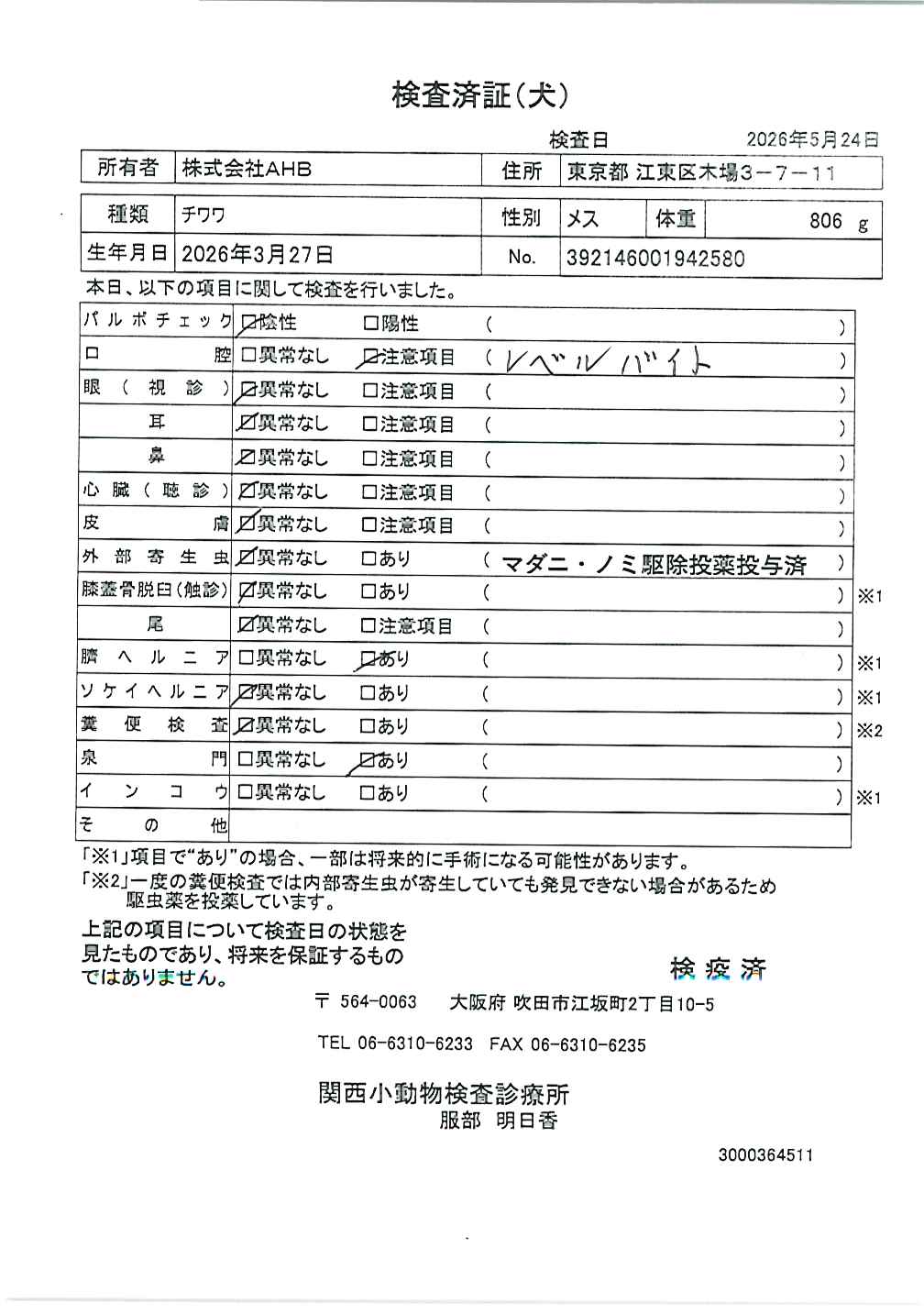 チワワ