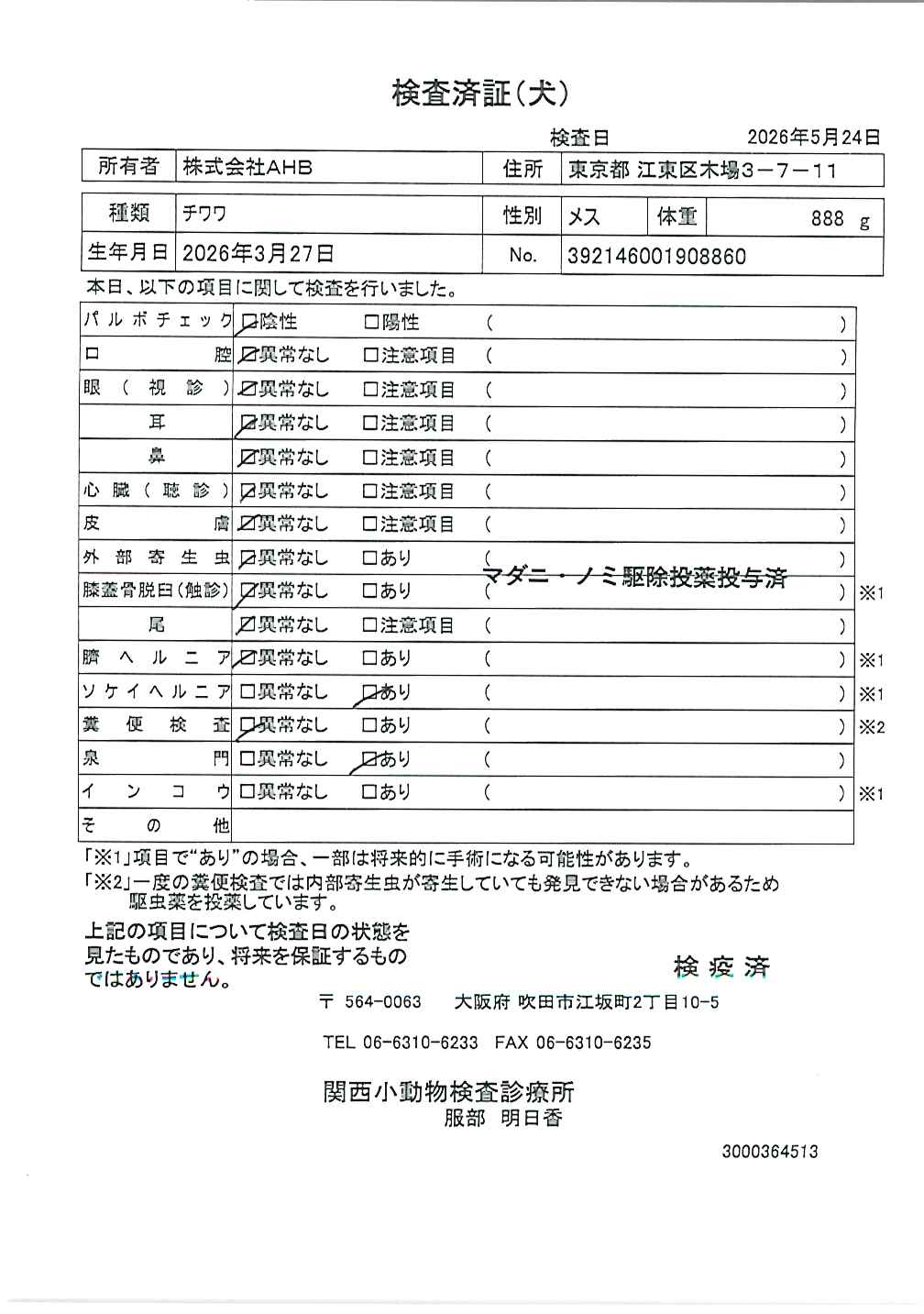 チワワ