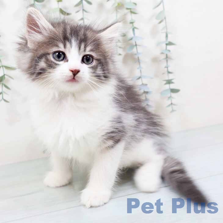 ノルウェージャンフォレストキャット