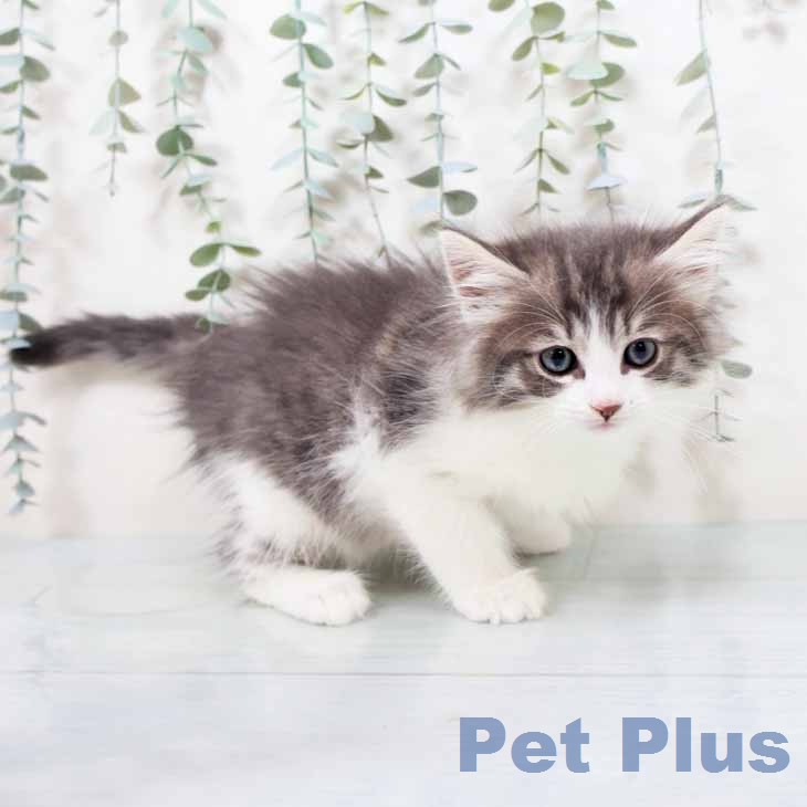 ノルウェージャンフォレストキャット