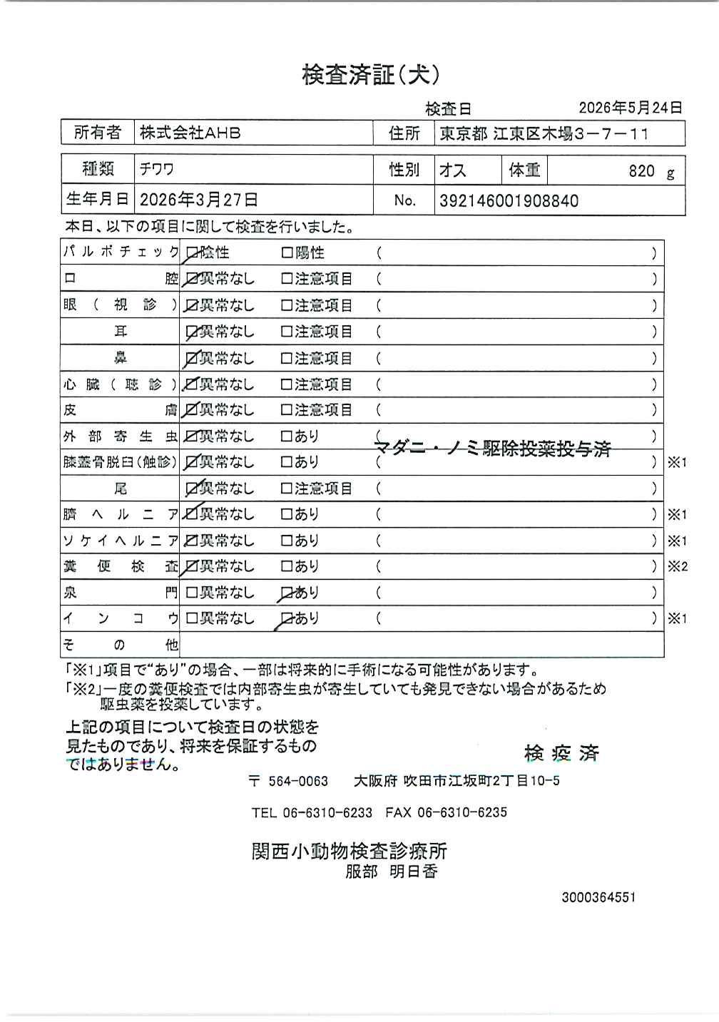 チワワ