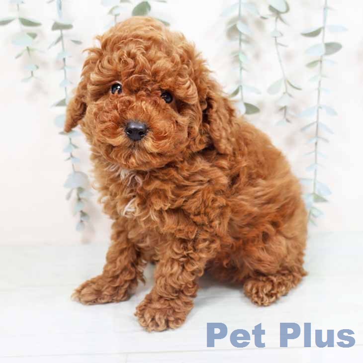 大阪府のトイプードル(トイ) (ペットプラス イオン大日店/2026年3月23日生まれ/男の子/レッド)の子犬の1枚目の画像