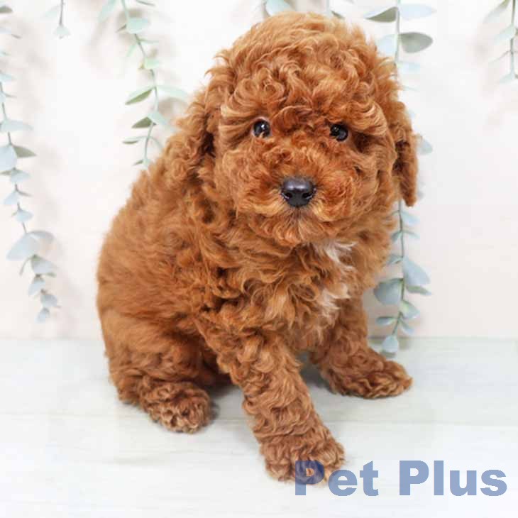大阪府のトイプードル(トイ) (ペットプラス イオン大日店/2026年3月23日生まれ/男の子/レッド)の子犬の2枚目の画像