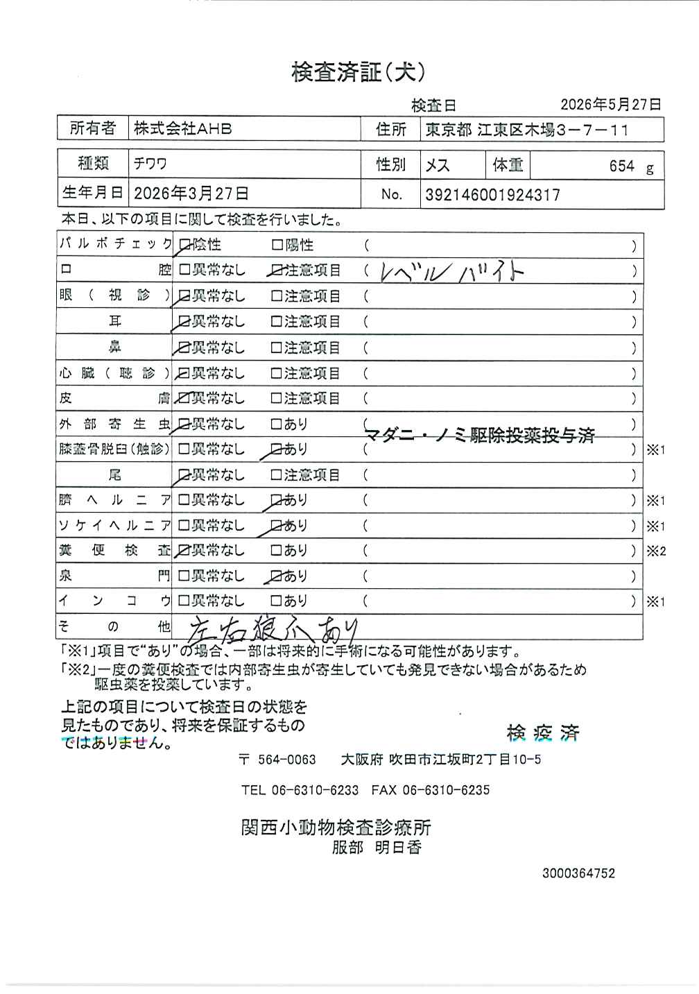 チワワ