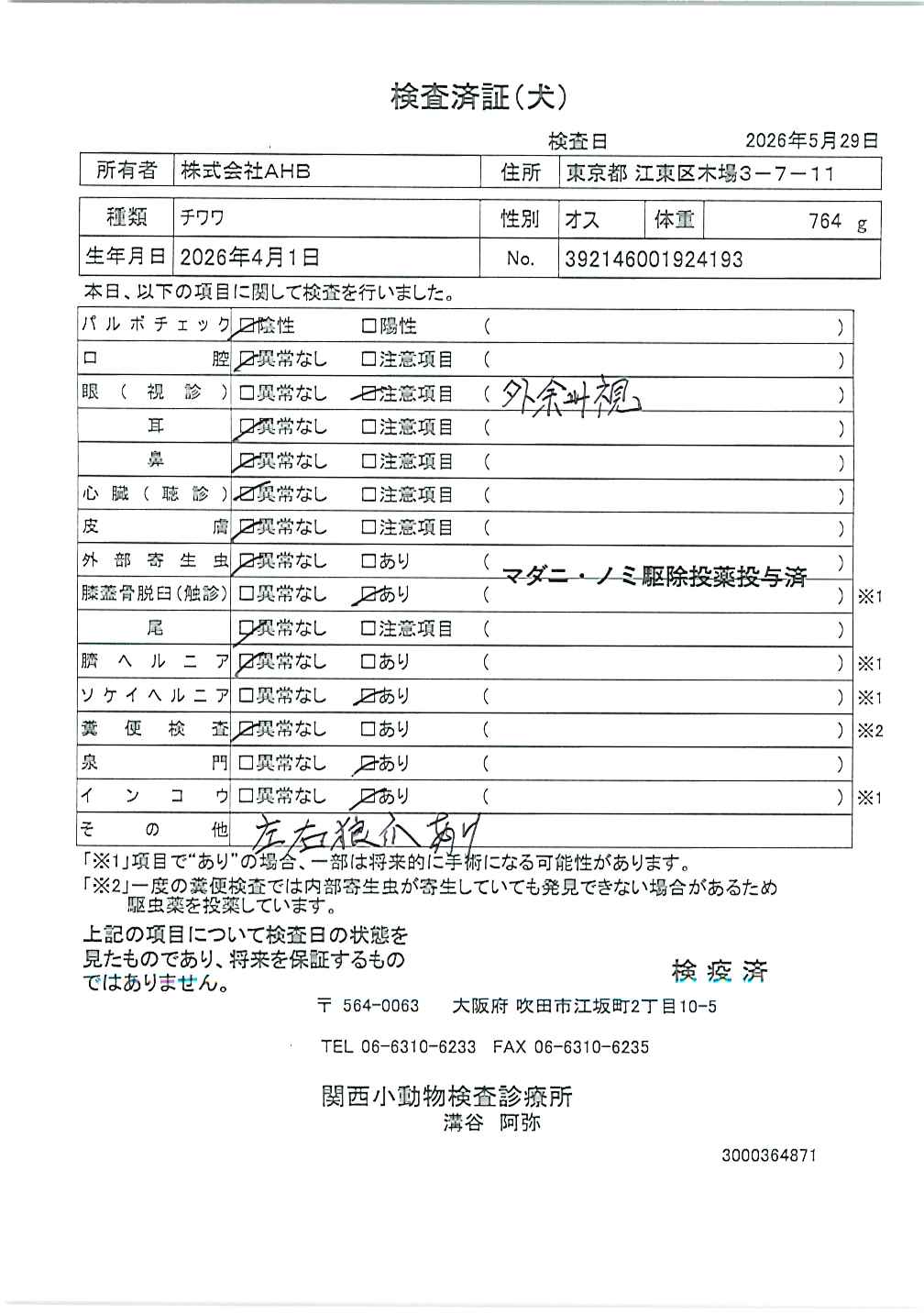 チワワ