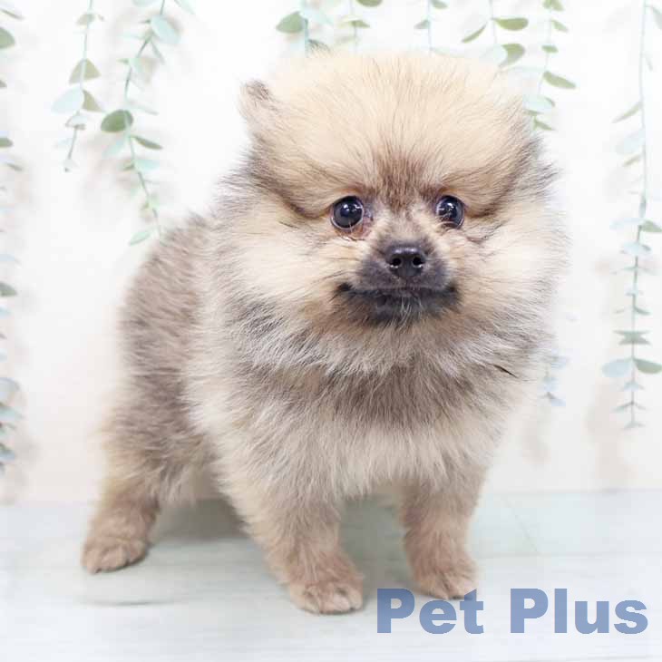 宮城県のポメラニアン (ペットプラス 名取店/2026年3月29日生まれ/男の子/クリームセーブル)の子犬の1枚目の画像