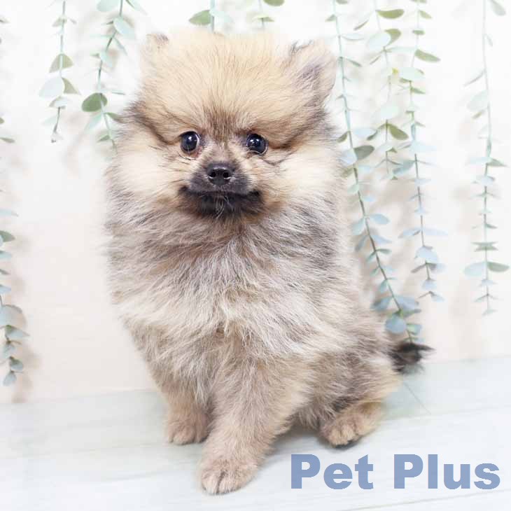 宮城県のポメラニアン (ペットプラス 名取店/2026年3月29日生まれ/男の子/クリームセーブル)の子犬の2枚目の画像