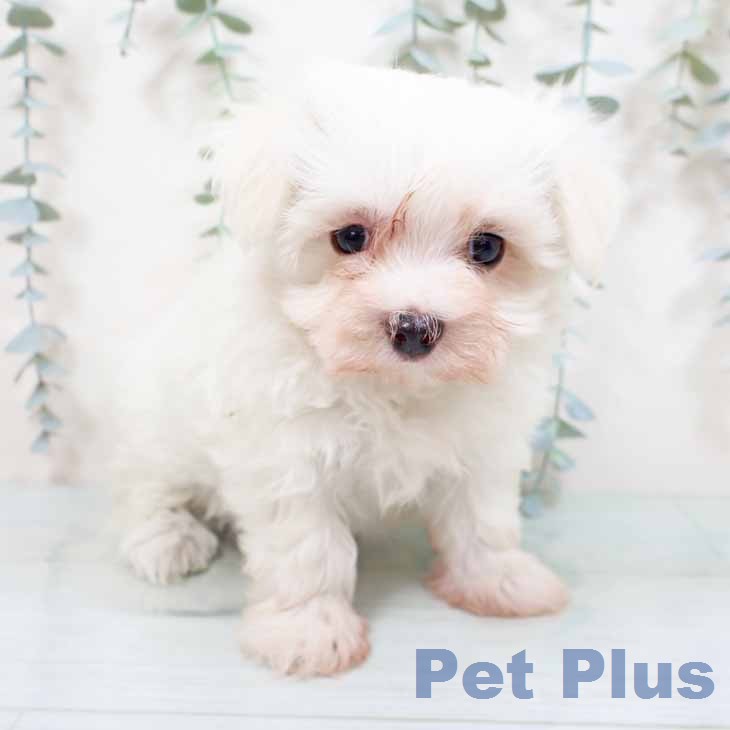 ペットプラス 新潟青山店 | マルチーズの詳細情報 | 子犬・子猫専門