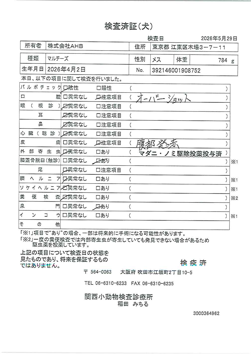 マルチーズ