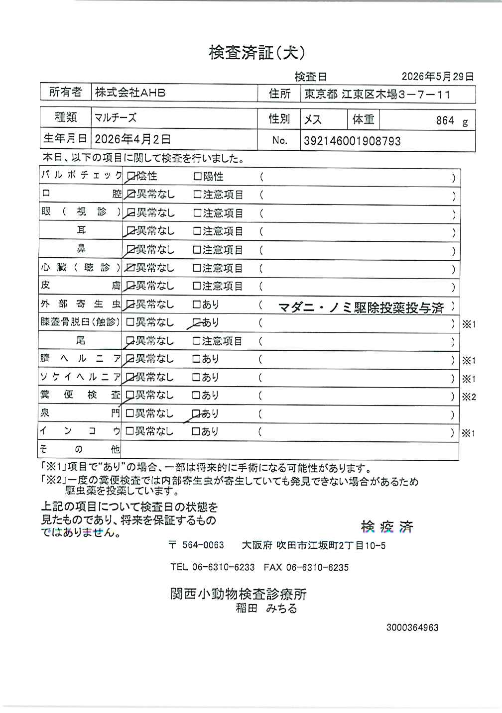 マルチーズ