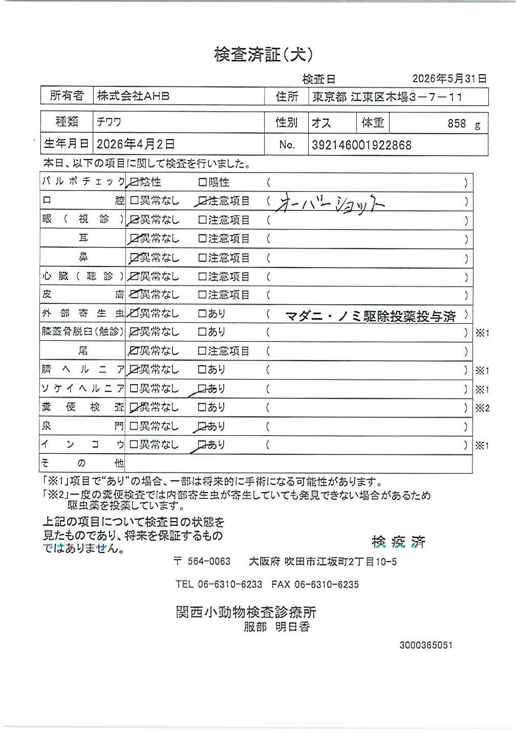チワワ