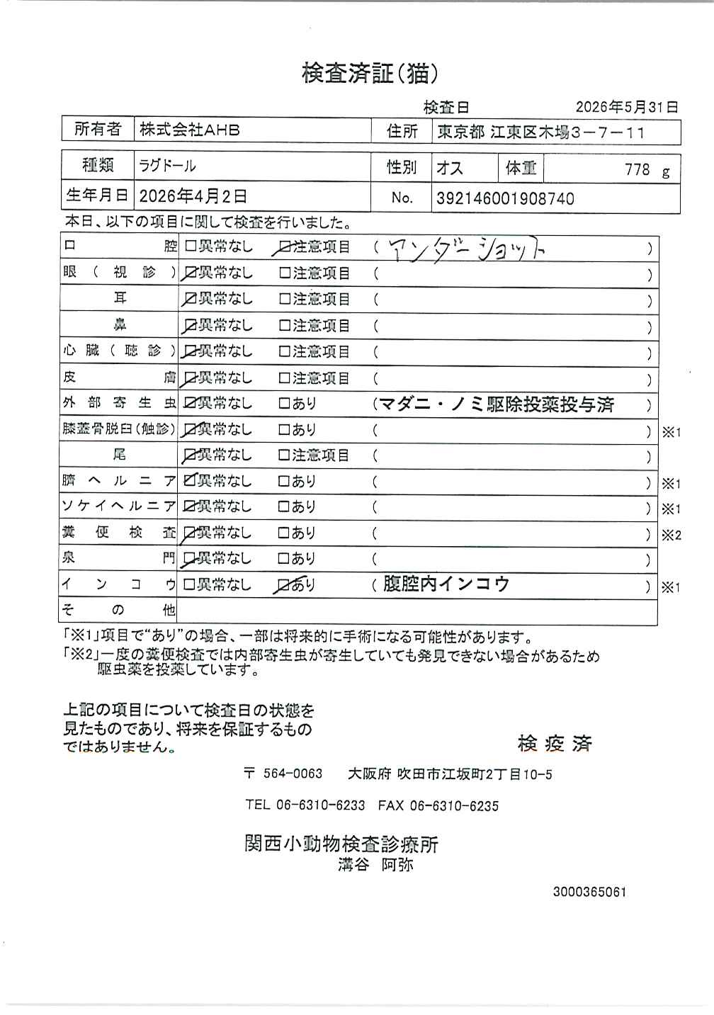 ラグドール