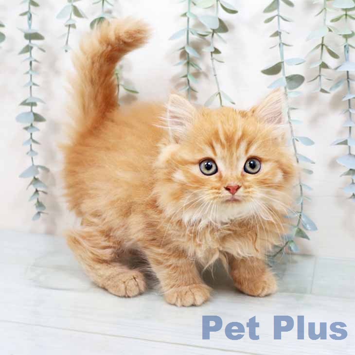 大阪府のラガマフィン (ペットプラス 松原店/2026年3月26日生まれ/男の子/レッドタビー)の子猫の1枚目の画像