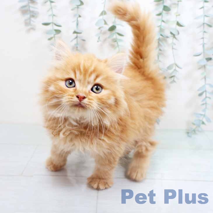 大阪府のラガマフィン (ペットプラス 松原店/2026年3月26日生まれ/男の子/レッドタビー)の子猫の2枚目の画像