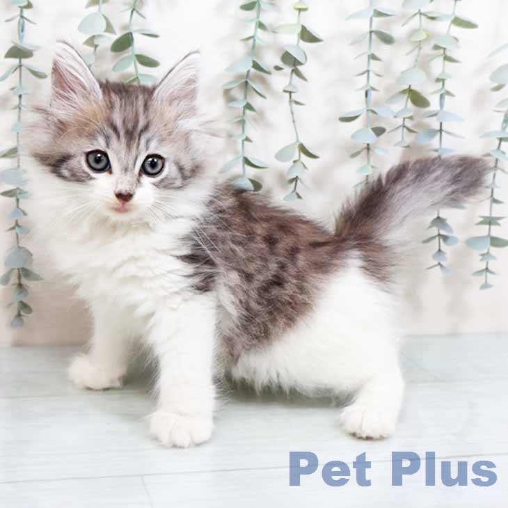 ノルウェージャンフォレストキャットの写真2