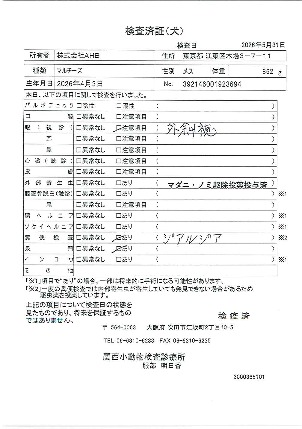 マルチーズ