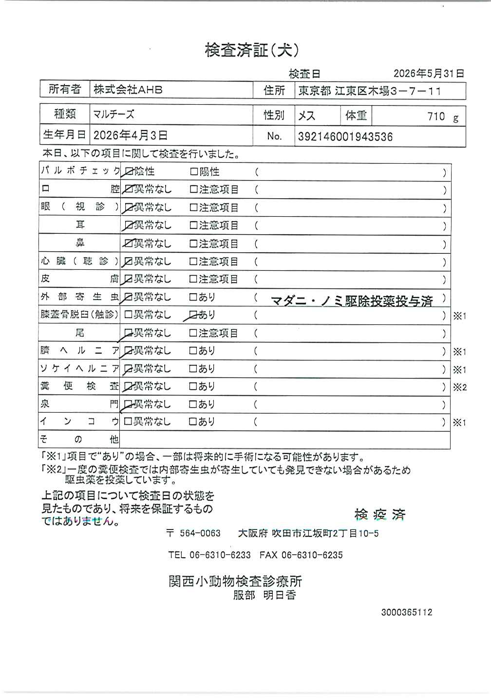 マルチーズ