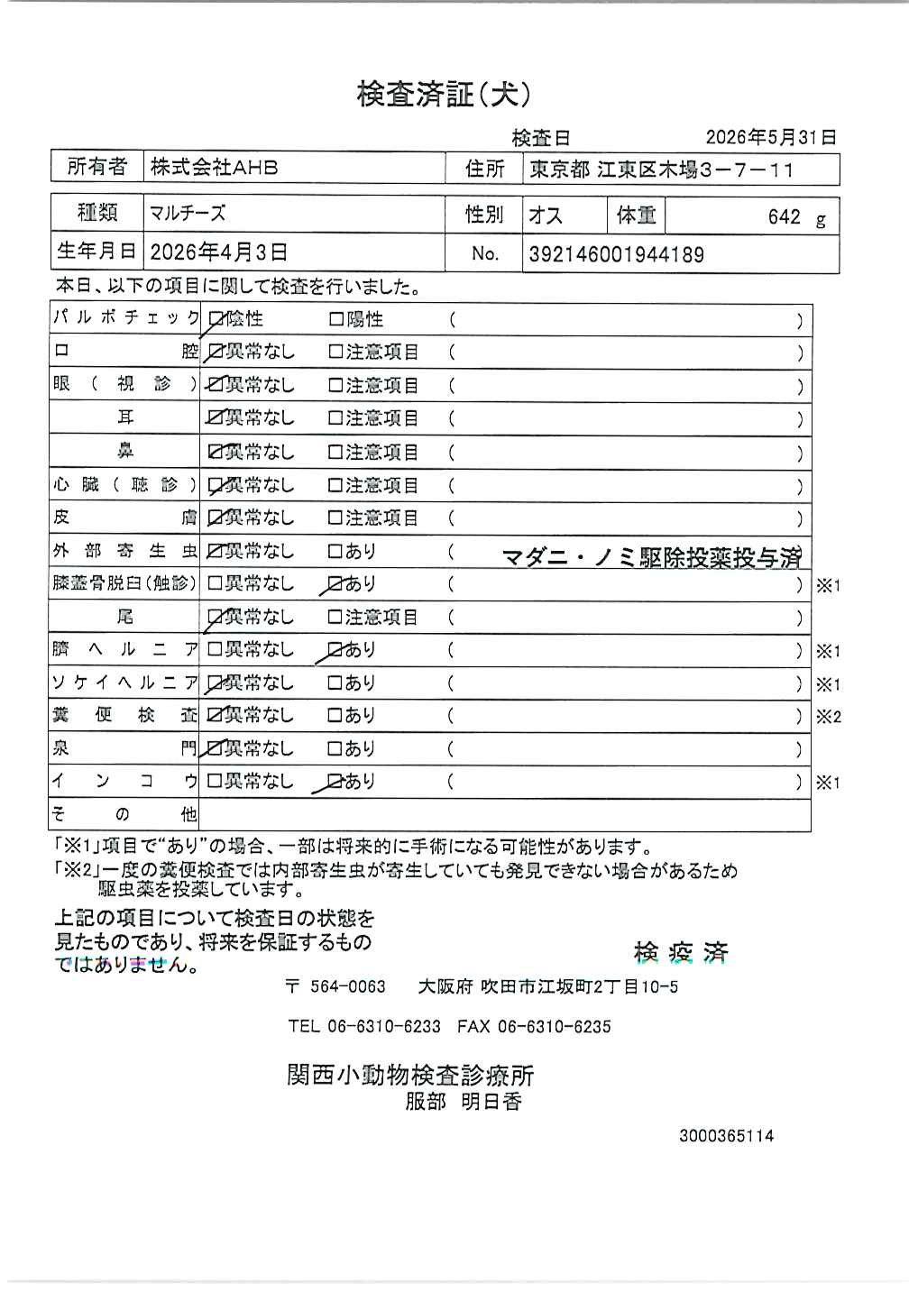 マルチーズ