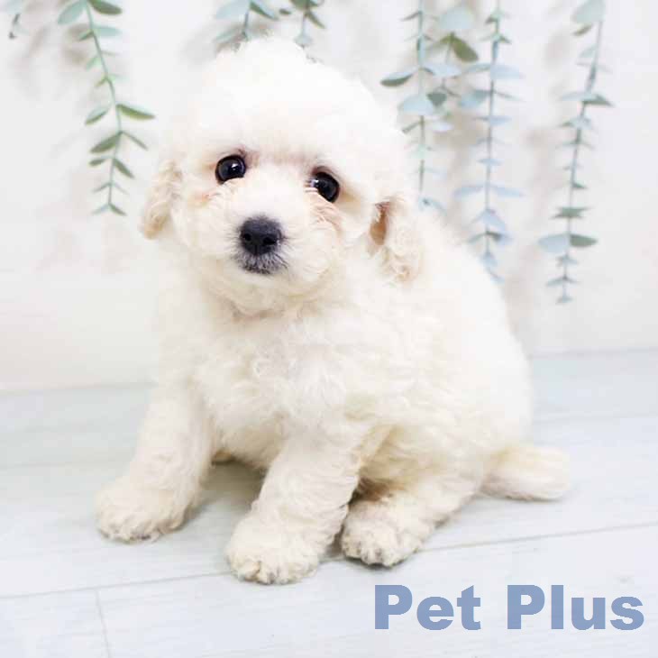 大阪府のトイプードル(トイ) (ペットプラス イオン大日店/2026年4月3日生まれ/男の子/ホワイト)の子犬の2枚目の画像
