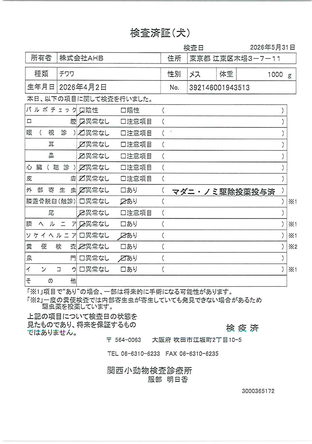 チワワ