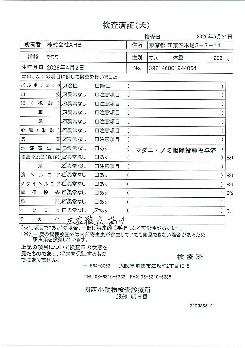 チワワ