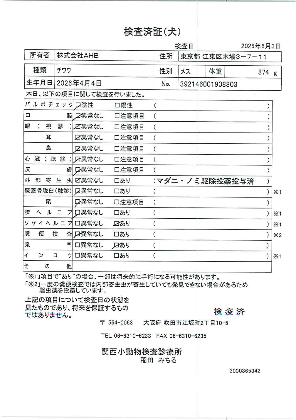 チワワ