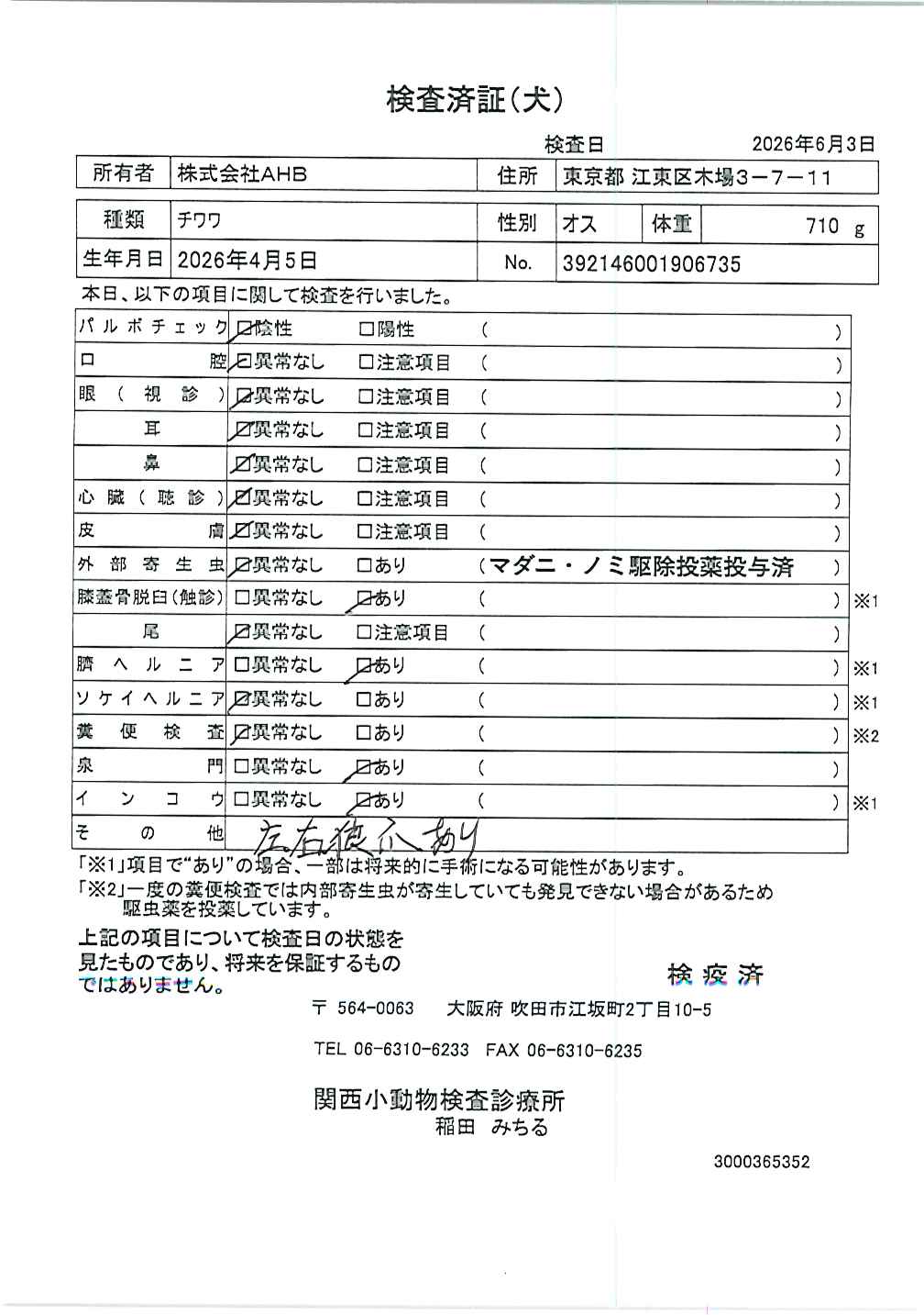 チワワ