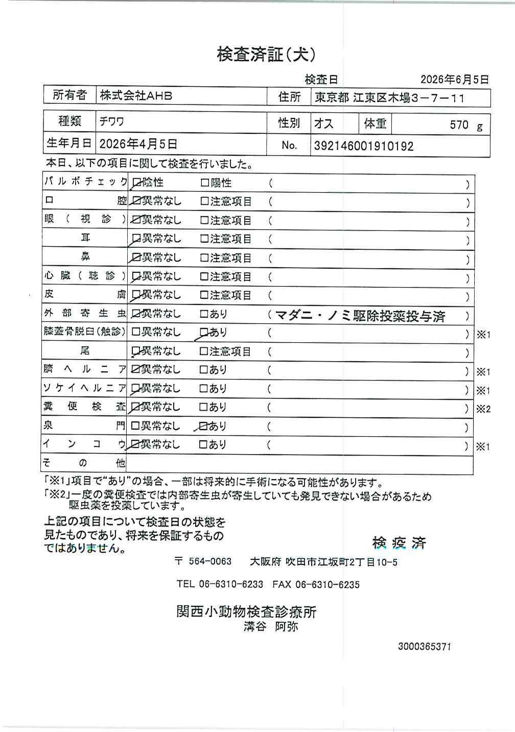 チワワ