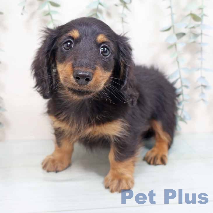 ミニチュア・ダックスフンド