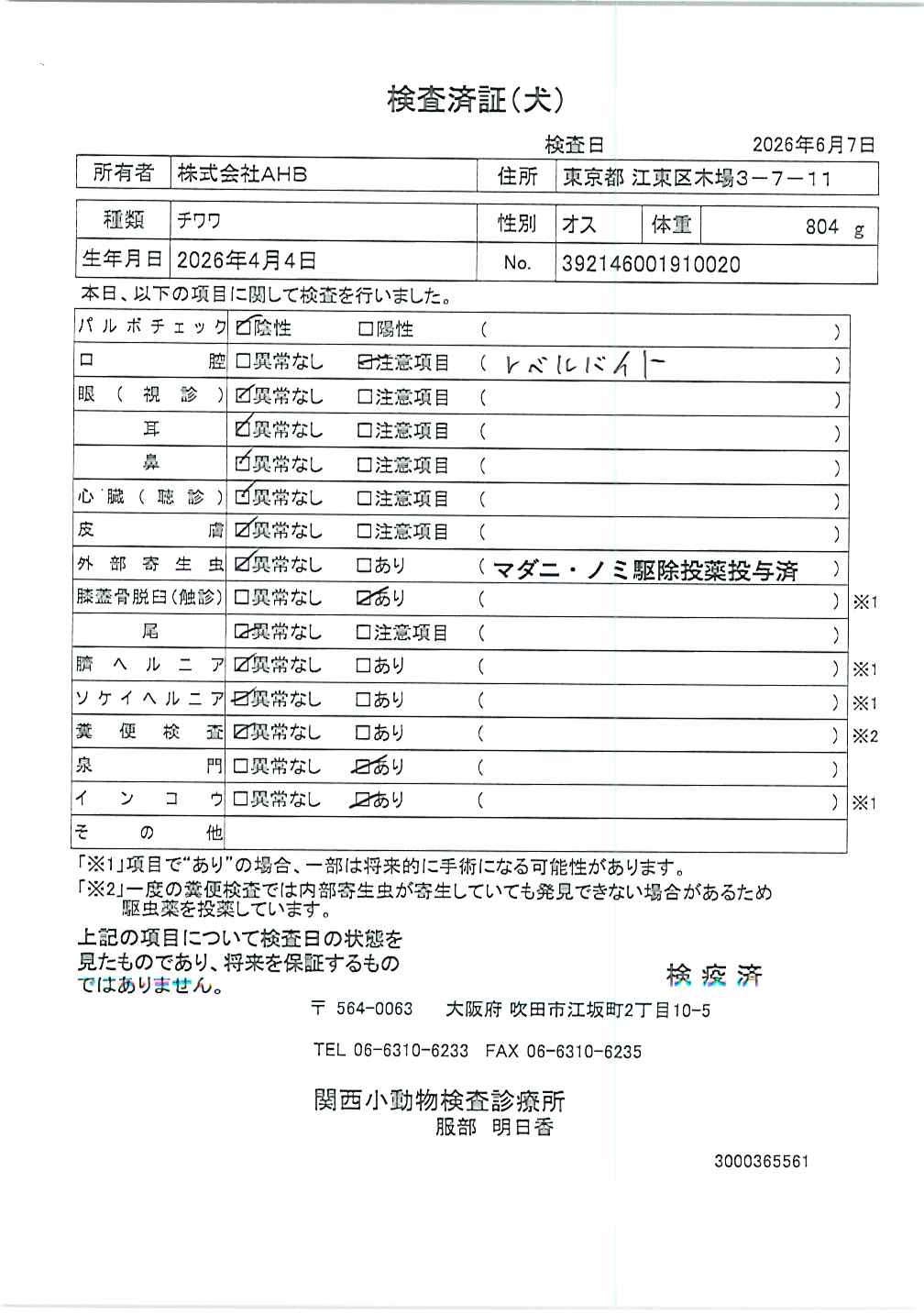 チワワ
