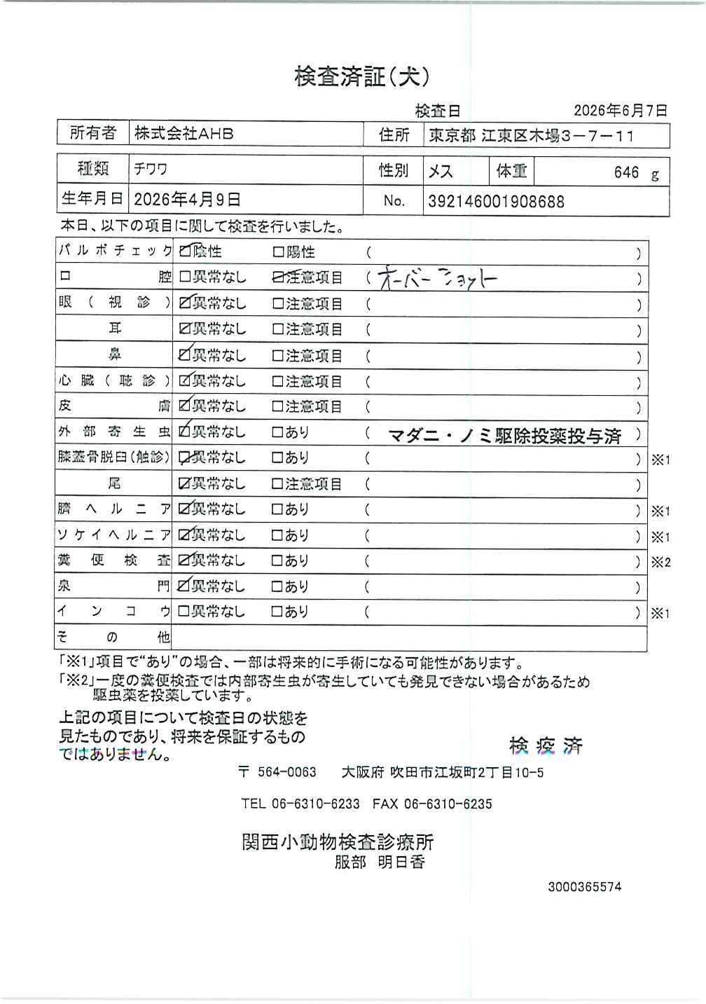 チワワ