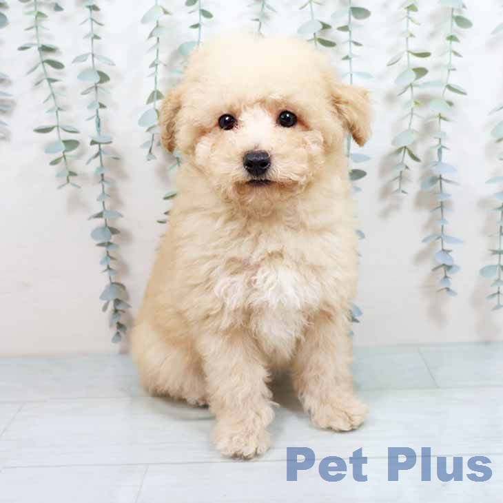 大阪府のトイプードル(トイ) (ペットプラス 鶴見店/2026年3月20日生まれ/男の子/クリーム)の子犬
