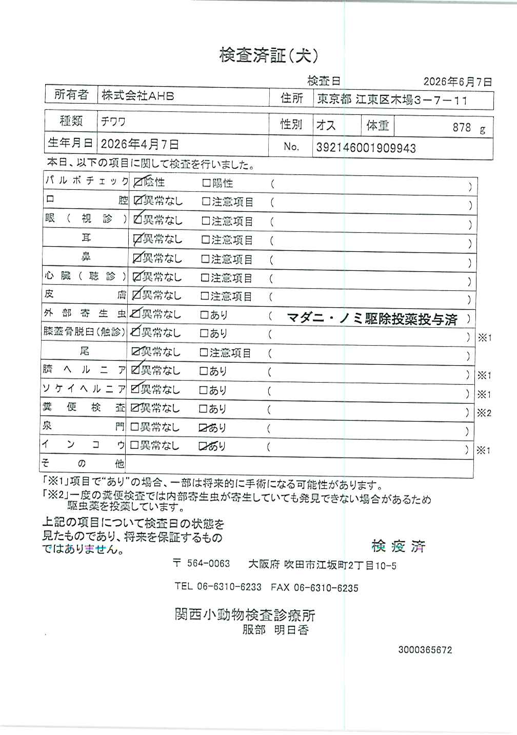 チワワ