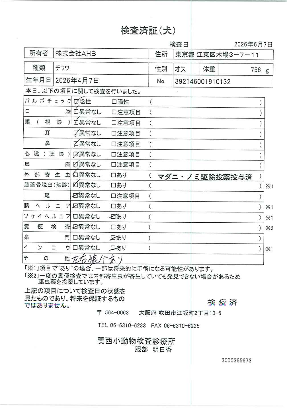 チワワ
