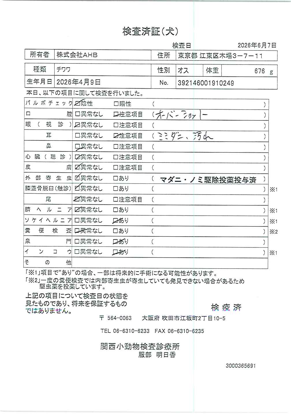 チワワ