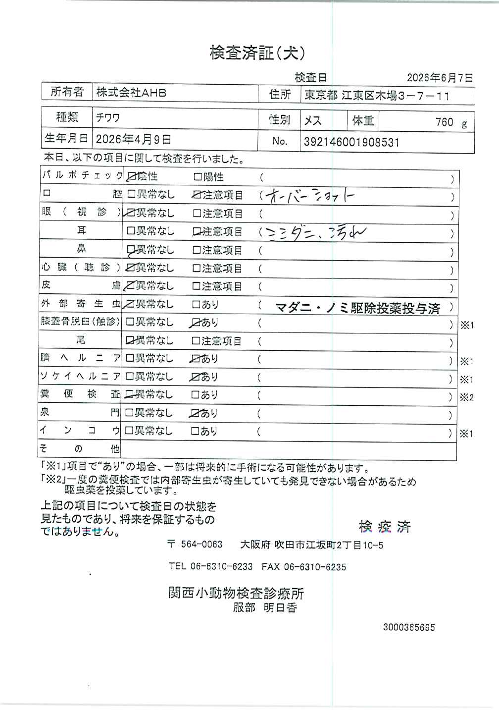 チワワ