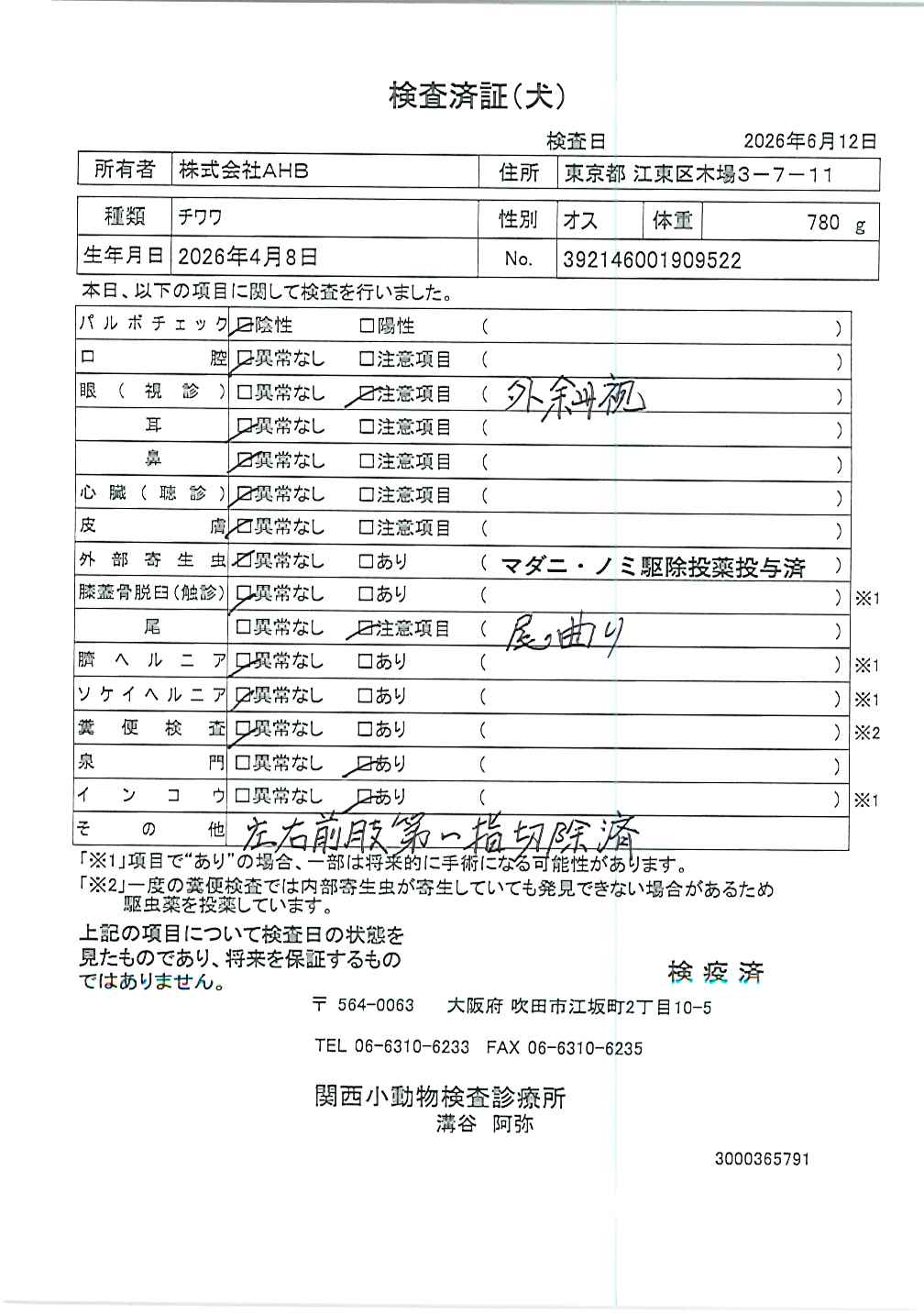チワワ